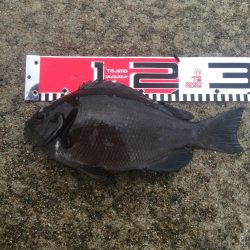 台風通過後の週末、雨の中を釣行！