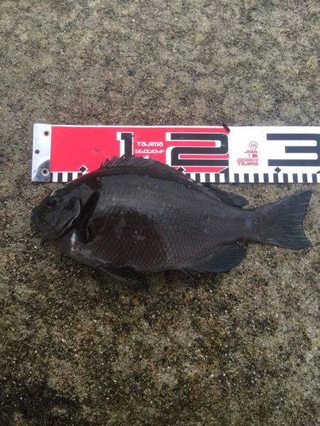 台風通過後の週末、雨の中を釣行！