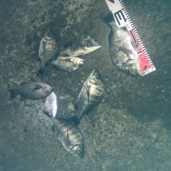 今週の釣果報告！９月２２日（土）