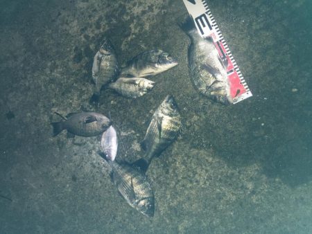 今週の釣果報告！９月２２日（土）