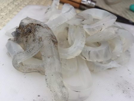 初の船外機ボート釣り