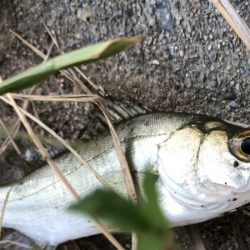 仕事サボっての釣行でした。