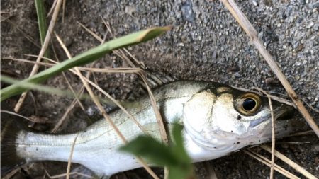 仕事サボっての釣行でした。