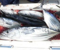 カツオ・キハダ釣り