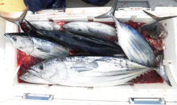 カツオ・キハダ釣り