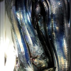 コスモスクエア台風前の太刀魚