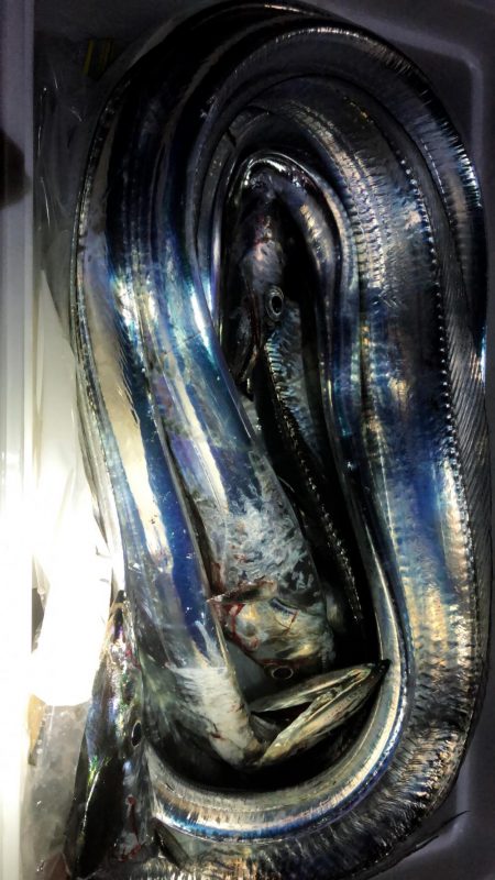 コスモスクエア台風前の太刀魚