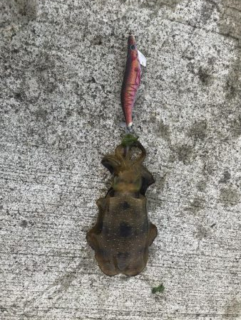 雨の中釣り三昧。