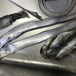 活きアジでアオリイカとタチウオ‼︎