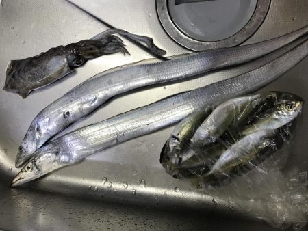 活きアジでアオリイカとタチウオ‼︎