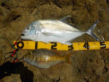 BBQのネタ捕獲！