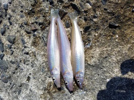久々の釣りチョイ投げ