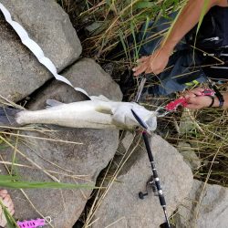 ランカーサイズ！