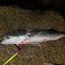 シーバス～太刀魚～シーバス