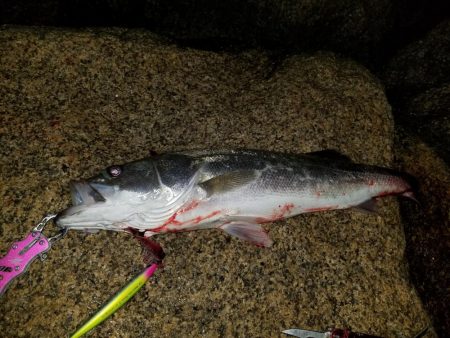 シーバス～太刀魚～シーバス