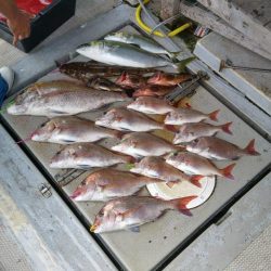 虎ノ介さんでタイラバでタイ3枚