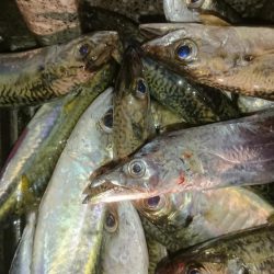 アジはナイスサイズ