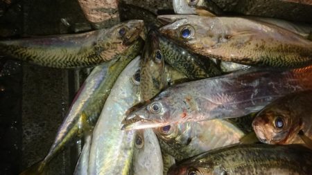 アジはナイスサイズ