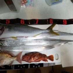 ボチボチな釣果