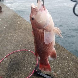 落とし込みで波止のモンスター