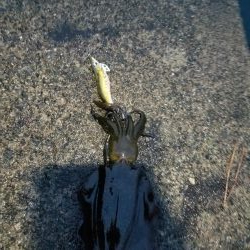 今年最初の秋イカ調査。