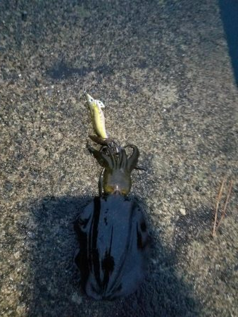 今年最初の秋イカ調査。