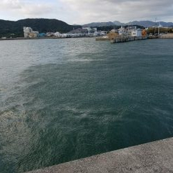 ハマチ、サゴシ、太刀魚