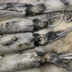 今年初のday game エギング！