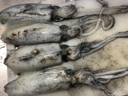 今年初のday game エギング！