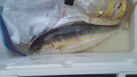 太刀魚大当たり