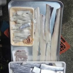 太刀魚絶好調!おかっぱり