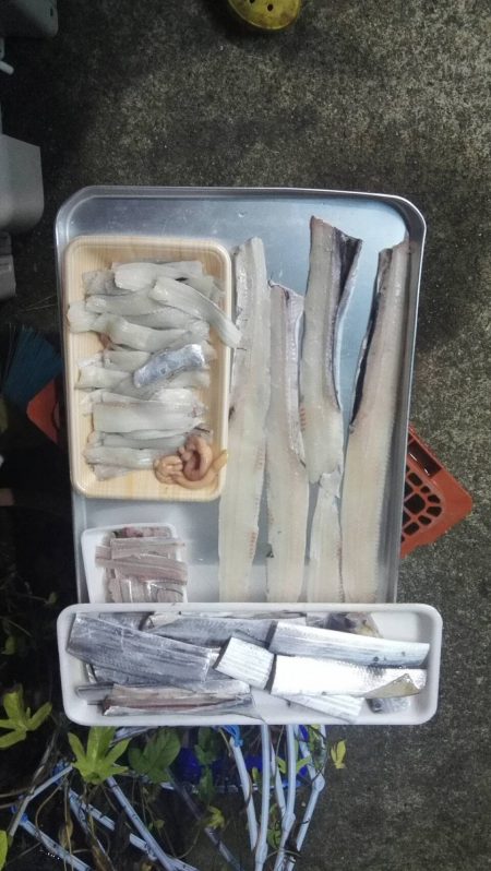 太刀魚絶好調!おかっぱり