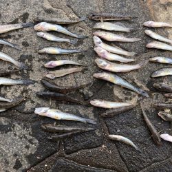 ハゼ釣りに行きました!