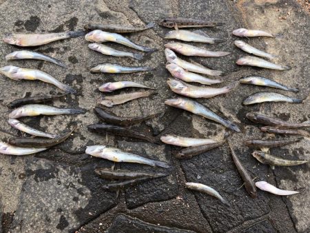 ハゼ釣りに行きました!