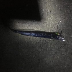 亀浦港周辺でサゴシ