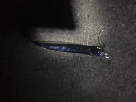 亀浦港周辺でサゴシ