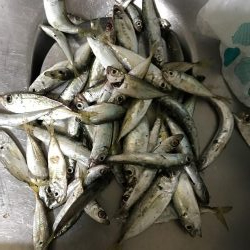 イワシフィーバー