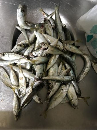 イワシフィーバー