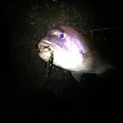 ショアジギング最高