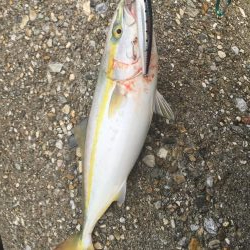 今日も釣れて嬉しい！