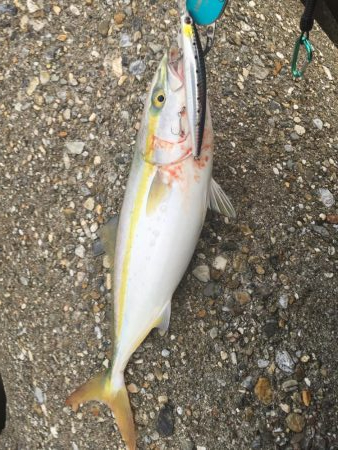 今日も釣れて嬉しい！