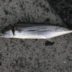 サゴシのじあい。