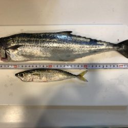 タチウオ→サバ→サゴシ→謎魚!?