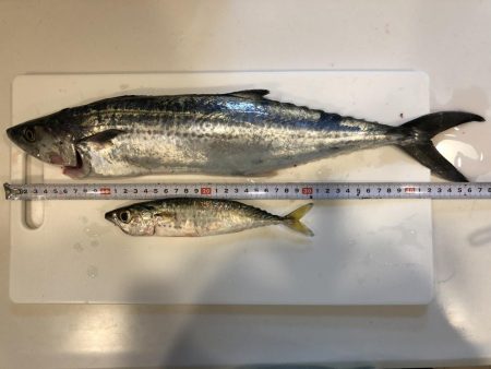 タチウオ→サバ→サゴシ→謎魚!?