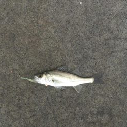 堂浦でライト5目達成