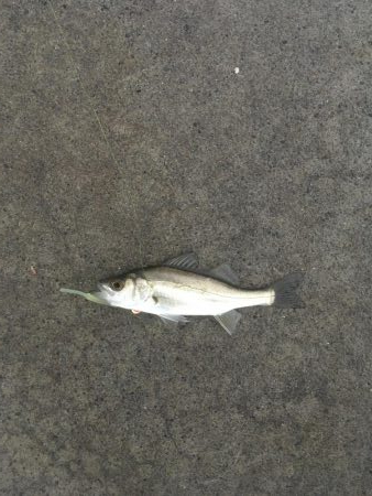 堂浦でライト5目達成