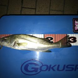 ヘチ釣り 短時間お台場釣行