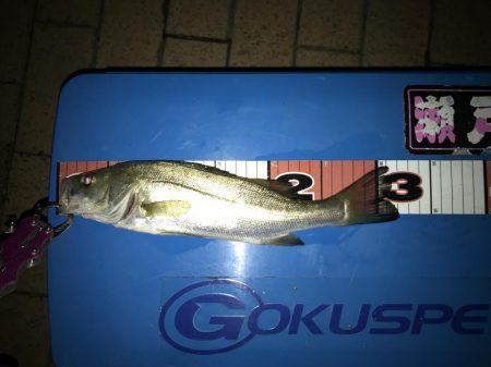 ヘチ釣り 短時間お台場釣行