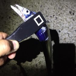 アジさがしからの