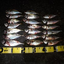 アジングいい感じ